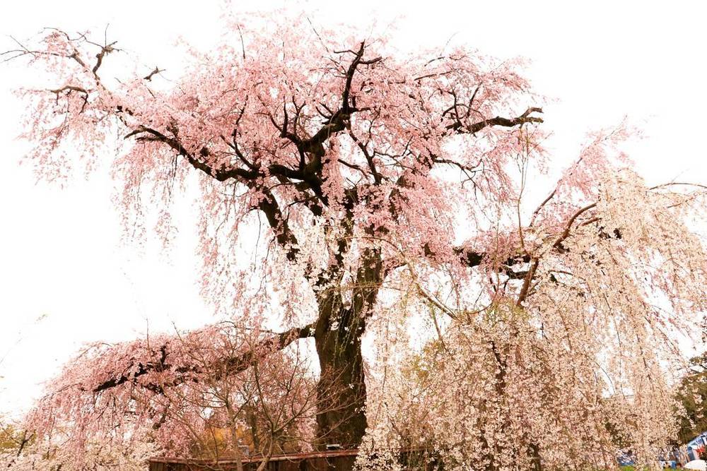【福岡カメラ好き交流会】大濠公園の満開の桜の下でお花見＆撮影会【写真好き】