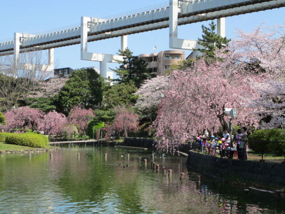 千葉公園花見🌸