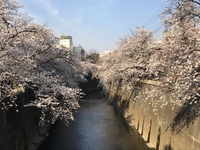 お花見＆懇親会(募集中)