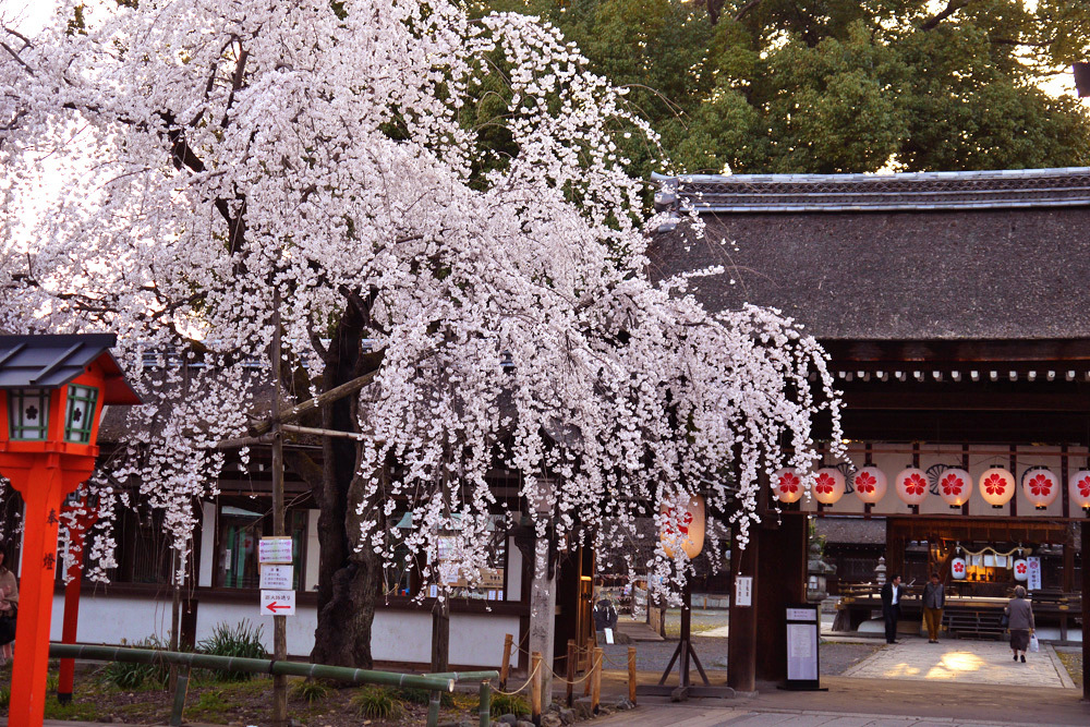 お花見 in 平野神社