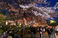 【4月10日】緊急企画!!春爛漫!!桜の通り抜けウォークin造幣局(・ω<)