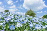 国営昭和記念公園