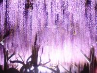 亀戸天神社　藤まつり