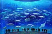 6月X日 イングリッシュガーデン アジサイフェア