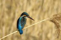 東京港野鳥公園 ※未確定