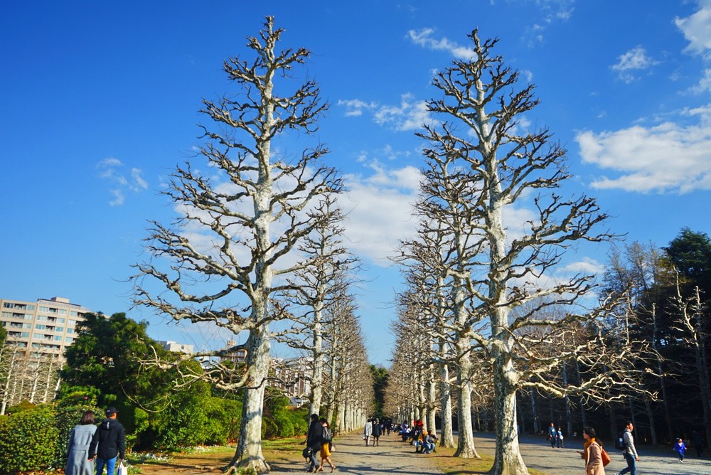 国営昭和記念公園