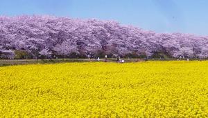 権現堂堤でお花見🌸🌸