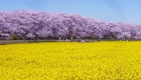 権現堂堤でお花見🌸🌸