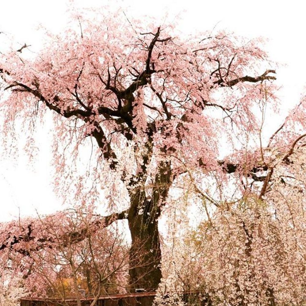 【福岡カメラ好き】千本桜＆星撮影会 桜と初春の星空【夕方から】