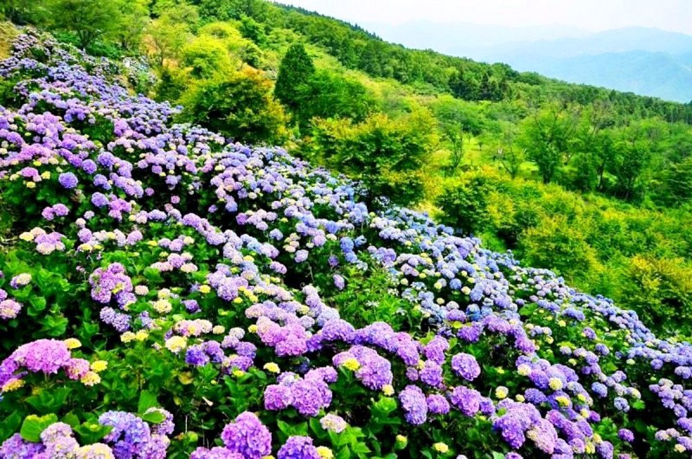 新企画　６月２２日（土）秩父　美の山（５８６Ｍ）　紫陽花　初心者向きハイキング