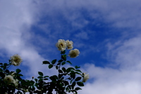 190519生田緑地ばら苑　撮影会