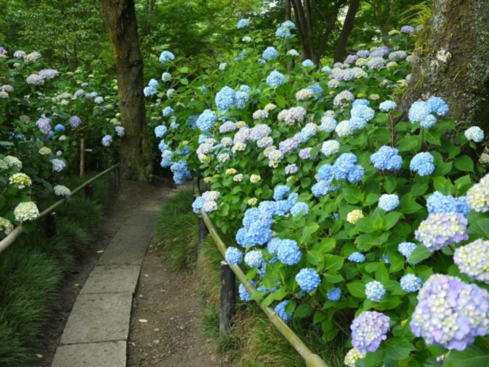 【6月30日(日)】矢田丘陵でアジサイ祭り〜！

​