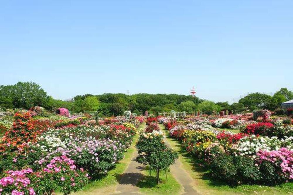 京成バラ園撮影会