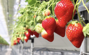 🍓イチゴ狩りまでゆるランツアー