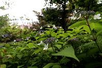 １９０６０８鎌倉長谷寺あじさい撮影会