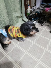 武蔵村山市を撮り尽くせ