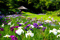 🌿✨誰でも参加歓迎！明治神宮御苑を森林浴会✨🌿