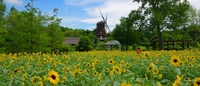 青空と風車と、約2万本のひまわりを撮る！
～テーマは「PLフィルターで色彩豊かに」～