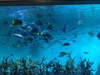 30代40代　葛西臨海水族館出会い散策