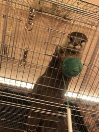 ヤンチャなカワウソcafe &ランチ交流会