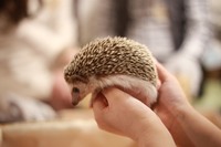 はりねずみcafeへ行こう♬