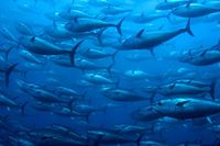 【近畿大学水産研究所】世界初の完全養殖「近大クロマグロ」を食す！！
