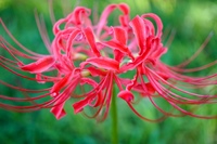 曼珠沙華まつり(開花状況により延期)