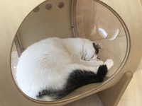 みんなでPARCOのねこcafeへ行こう🐈🎶