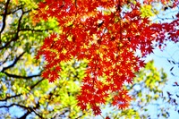 Photo walk‼︎ 六義園(仮)