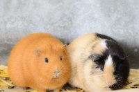 上野動物園で写活