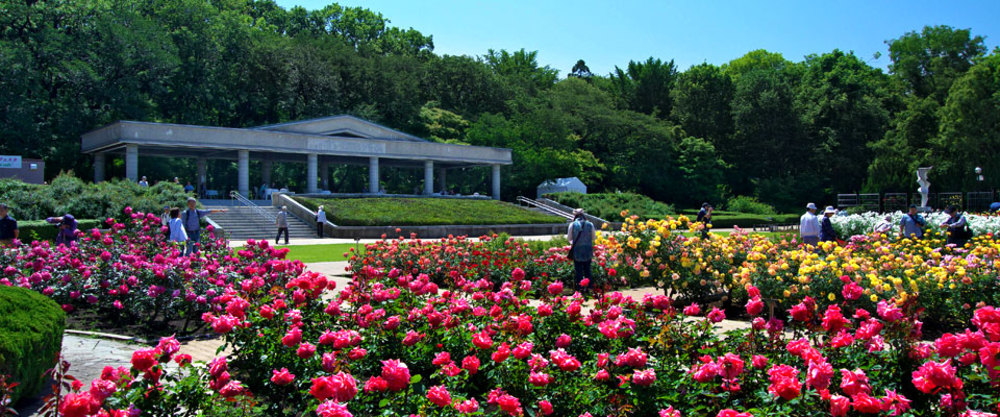 🌿🌹誰でも参加歓迎！神代植物園で森林浴＆ダリアとバラを楽しもう🌹🌿