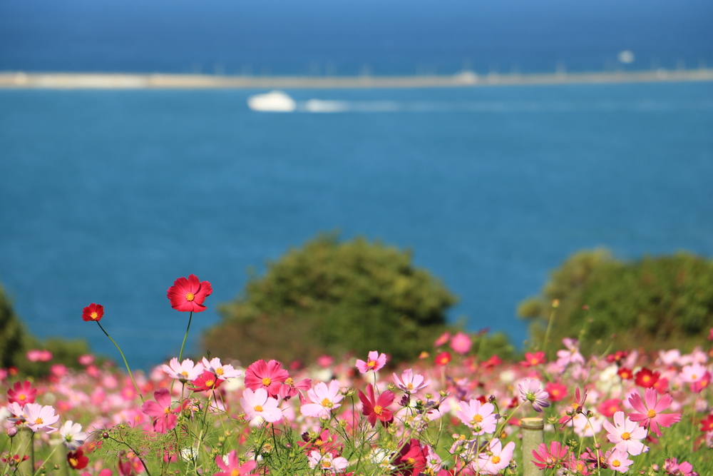 【季節の花撮影】秋に咲き誇るコスモスを海の中道に撮りに行きましょう！