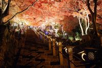 191116大山紅葉撮影会