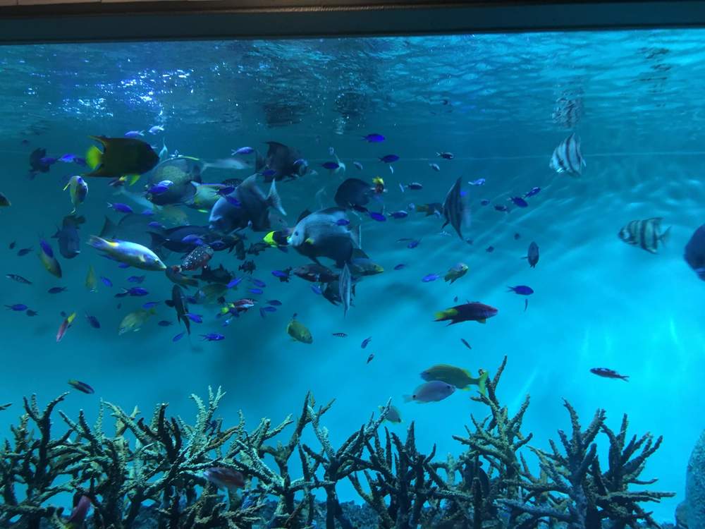 30代40代　葛西臨海水族館出会い巡り散策