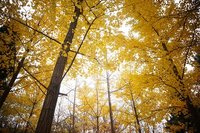 黄葉紅葉まつり（昭和記念公園）撮影会