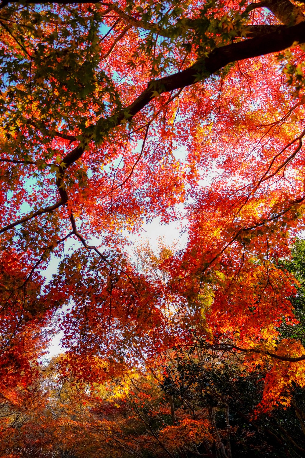 11月23日　神戸森林公園紅葉撮影