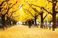 11/24(日)に神宮のいちょう並木　撮影会