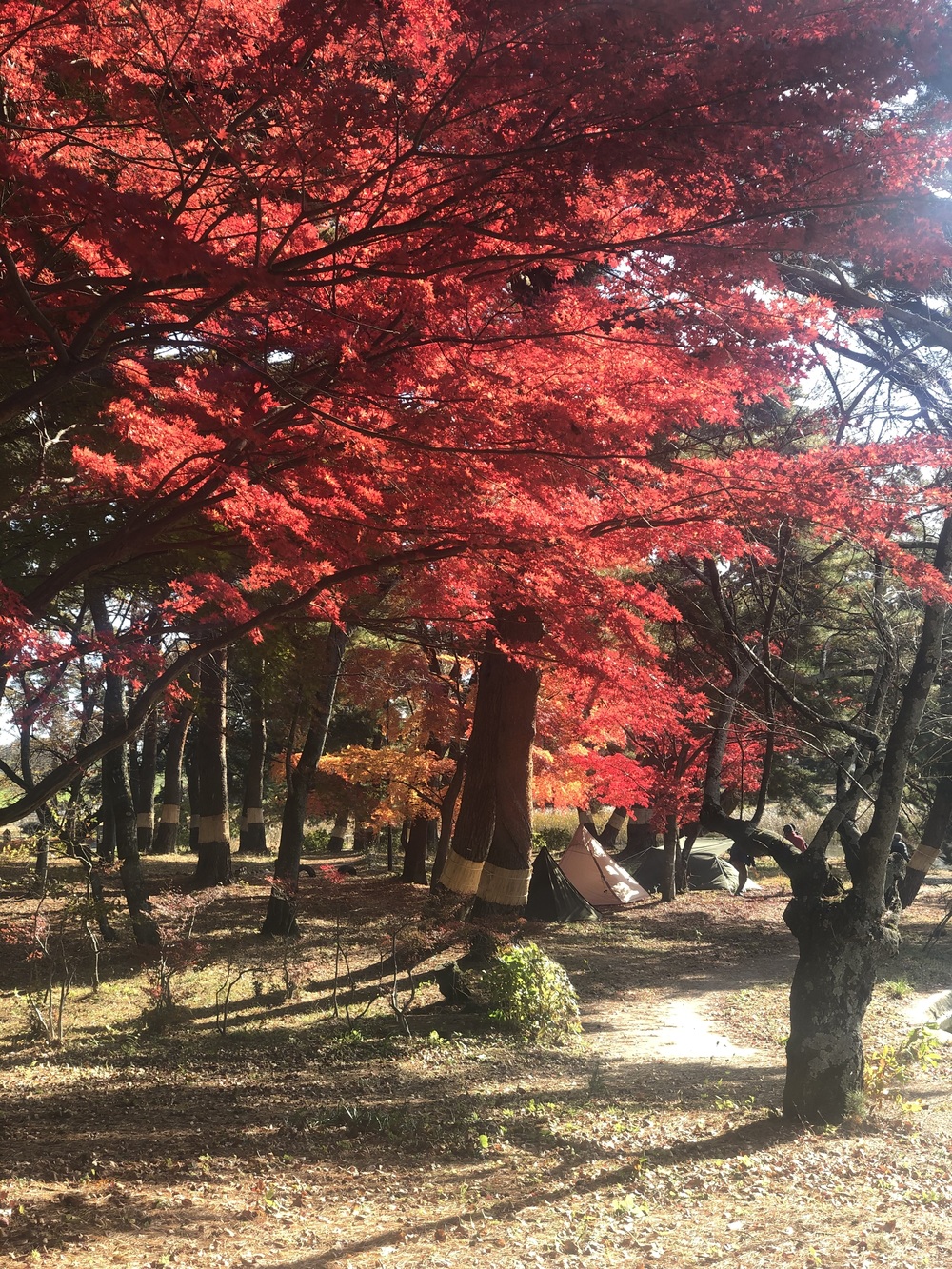 第4回ランタンキャンプ焚き火会in大池公園キャンプ場