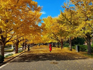 黄葉紅葉まつりでお散歩会
