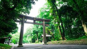✨🌿誰でも参加歓迎！明治神宮で森林浴会🌿✨