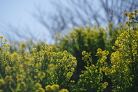 200112吾妻山_菜の花撮影会