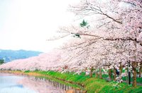 3/28（土）ボルダリング＆お花見