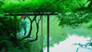 ✨🌿誰でも参加歓迎！新宿御苑で森林浴会🌿✨