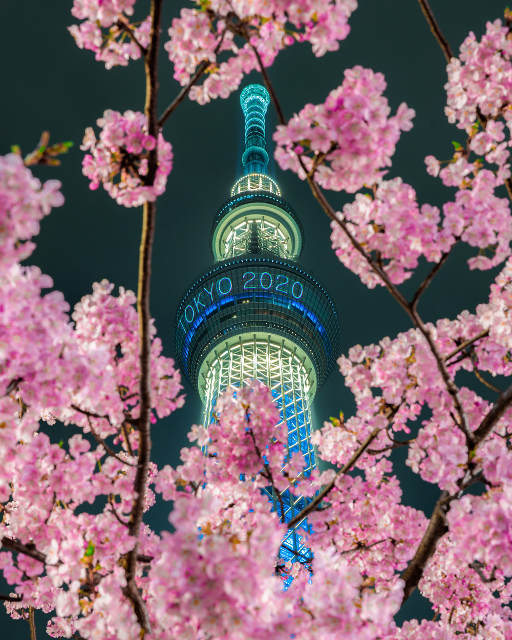 《中止致します》東京スカイツリー×河津桜を撮りにいこう！