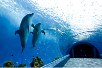 ２０２００２０８八景島シーパラダイス撮影会