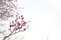 梅（六義園）撮影会