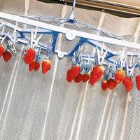 2/16(日) いちご狩りしませんか〜🍓