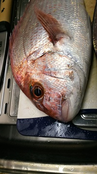 テンヤで鯛を釣ろう！