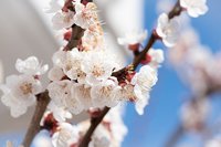 梅（湯島天神）撮影会