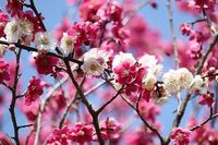 世田谷梅まつりで森林浴＆お花見🌸